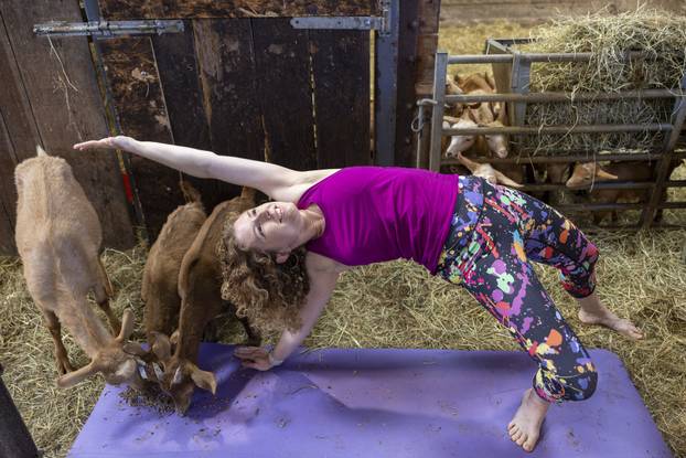 Joga s kozama na farmi Abbey u Moorsu sjevernog Yorkshirea