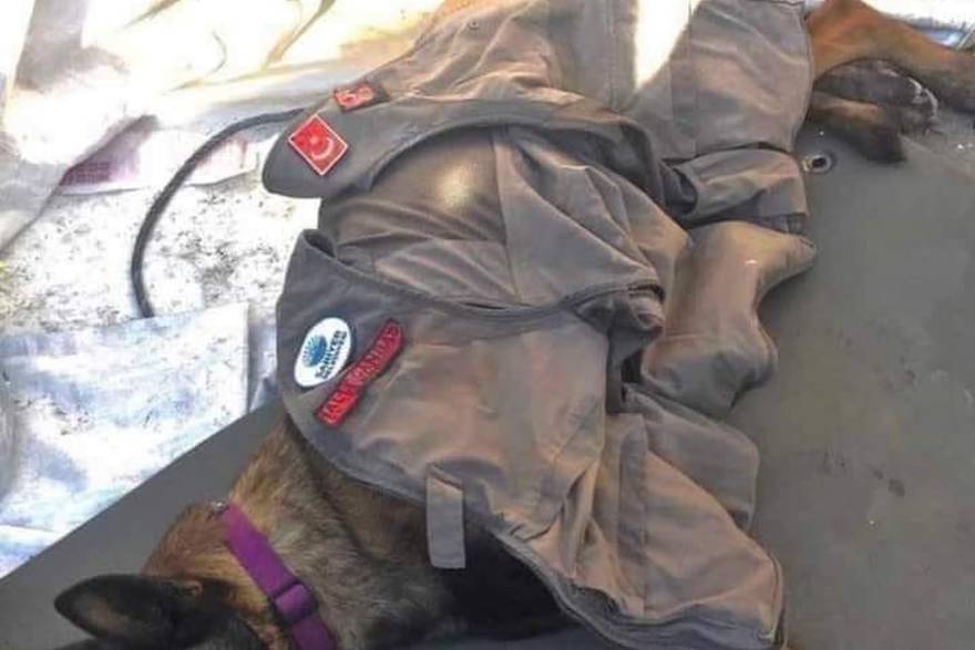 Zbogom, veliki heroju: Sahranjen pas Proteo koji je izgubio život spašavajući žrtve potresa u Turskoj