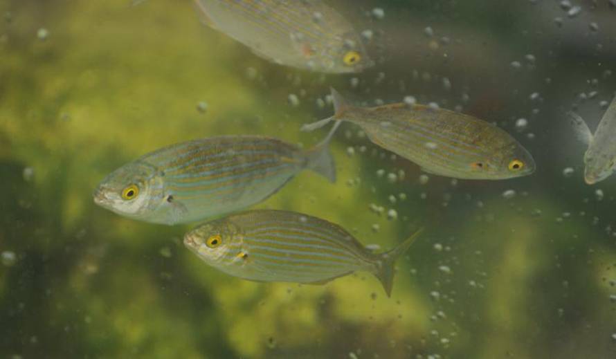 Hrvoje Jelavić/Pixsell