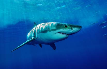 Najviše napada morskih pasa ima u Indijskom oceanu: Otok Réunion  zauzima prvo mjesto