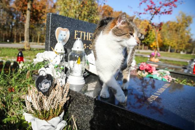 Zagreb: Groblje kućnih ljubimaca u Dumovcu obišao je jedino jedan mačak