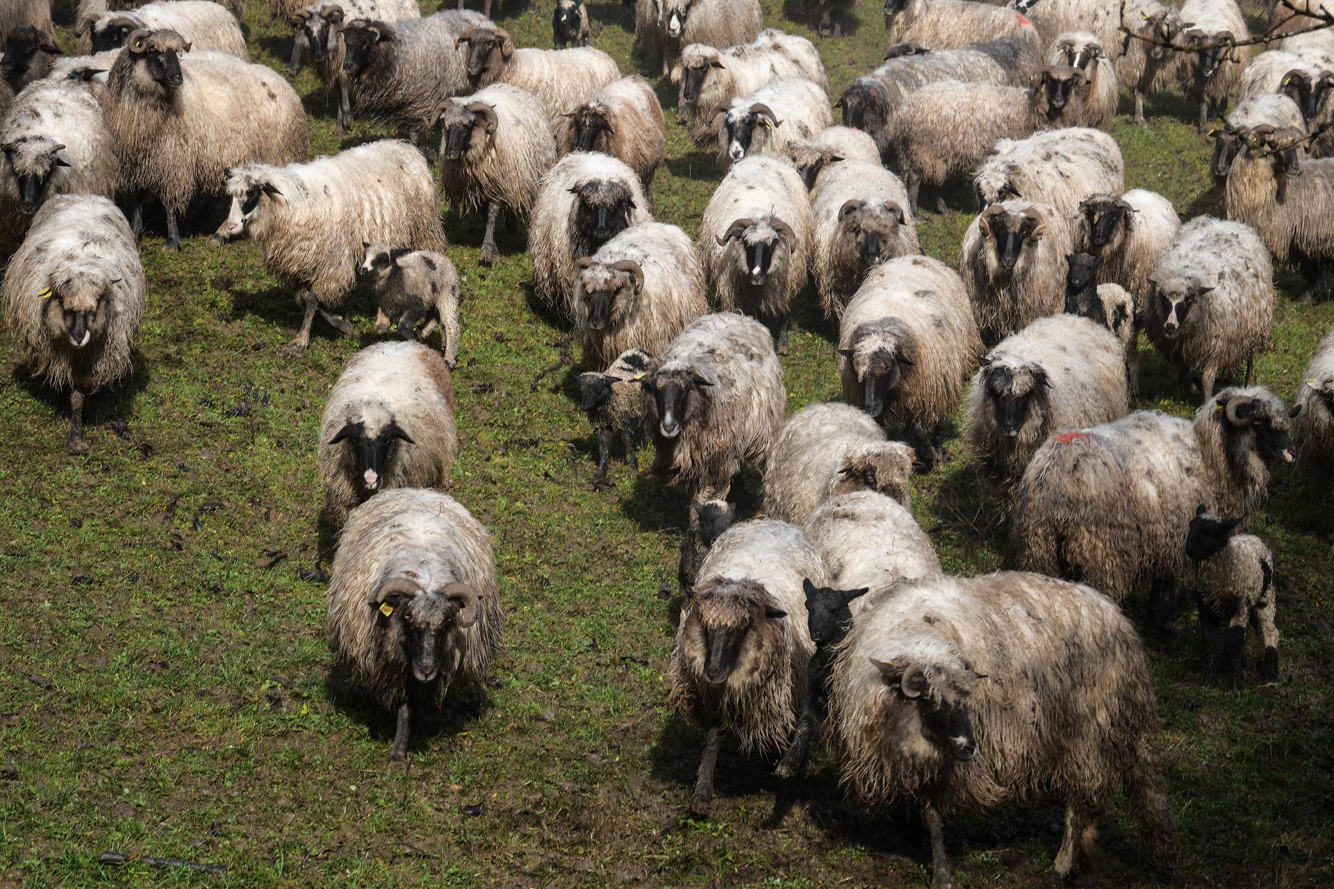 'Kuća mi je ostala čitava, a ovce su se uznemirile prije potresa'