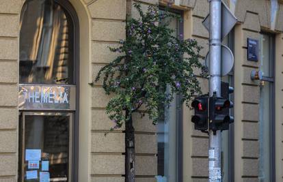 Život nađe put: Čarobno drvo u centru grada stoji cijelo stoljeće