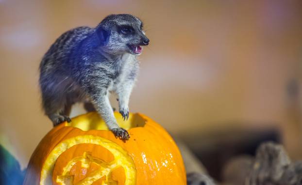 Zagreb: U Zoološkom vrtu organizirana podjela slasnih bundeva životinjama