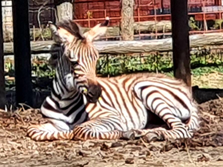 Maloj zebri traže ime: Šaljite prijedloge ZOO-u Zagreb