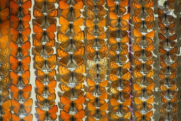 Zagreb: Završen je projekt Čuvar baštine Hrvatskog prirodoslovnog muzeja