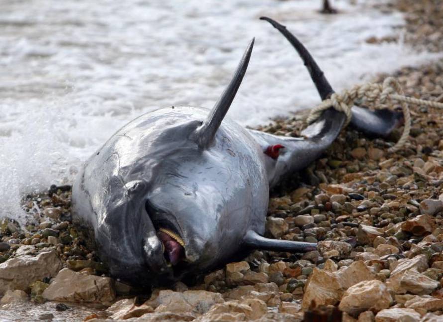 Duško Jaramaz/PIXSELL