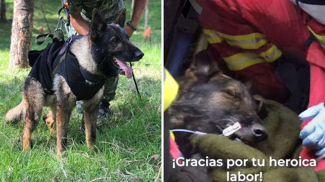 Omiljeni potražni pas Proteo je poginuo nakon spašavanja u Turskoj: 'Ispunio si svoju misiju'