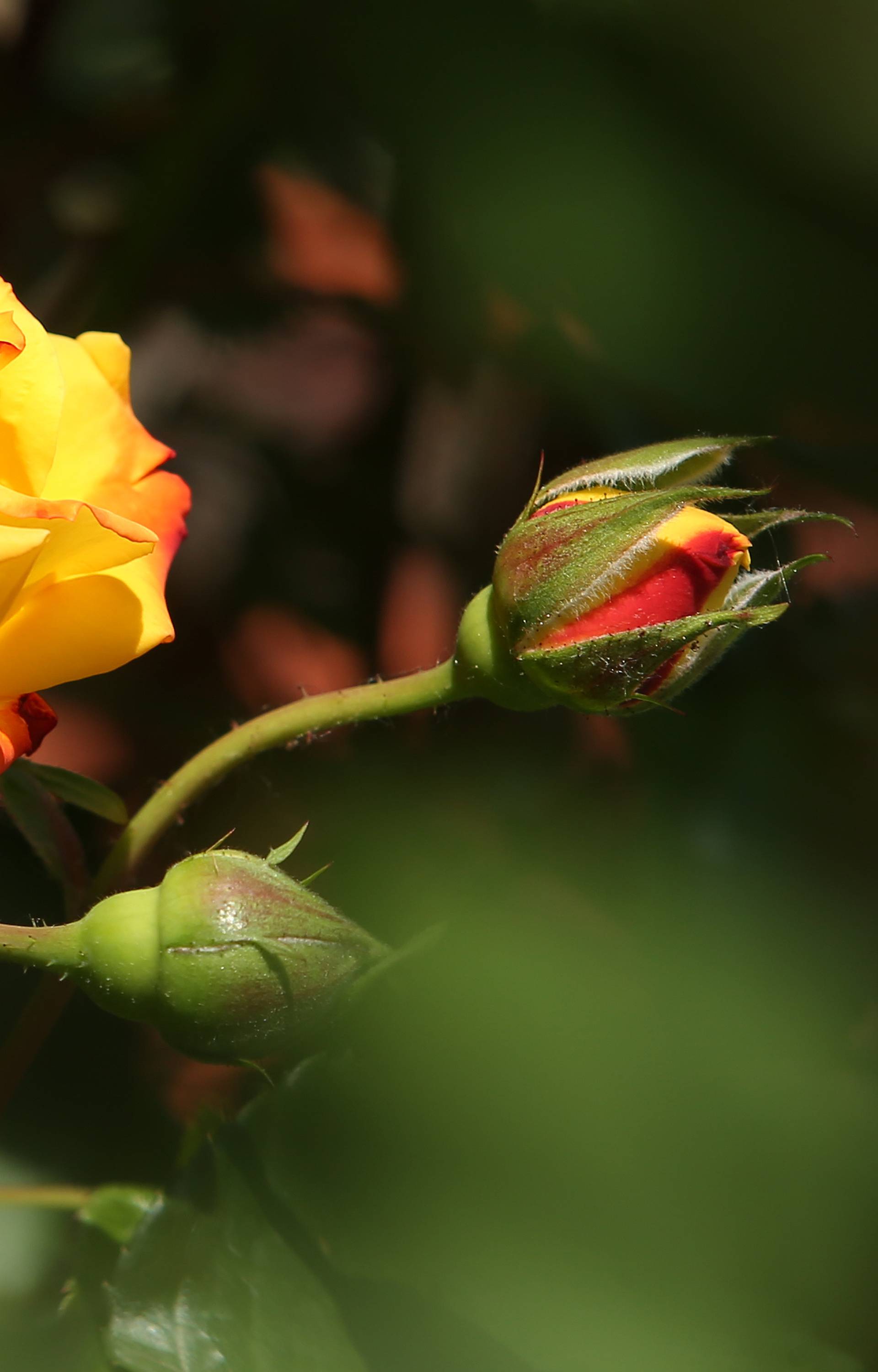Ako namjeravate danas nekome pokloniti ružu pazite na odabir, nema svaka boja isto značenje