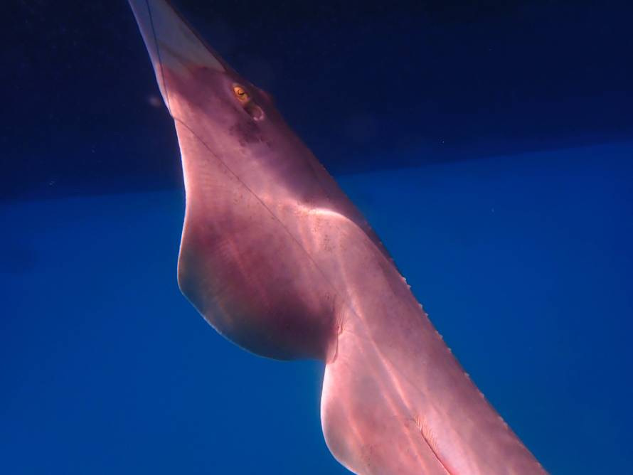 FOTO Izumrlu vrstu jadranskog ražopsa pronašli u Crnom moru. Soldo: Ovo je velik uspjeh