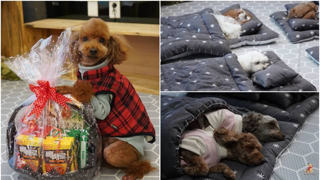 Ove fotke će vam uljepšati dan: Medeni psići imaju svoj 'vrtić'