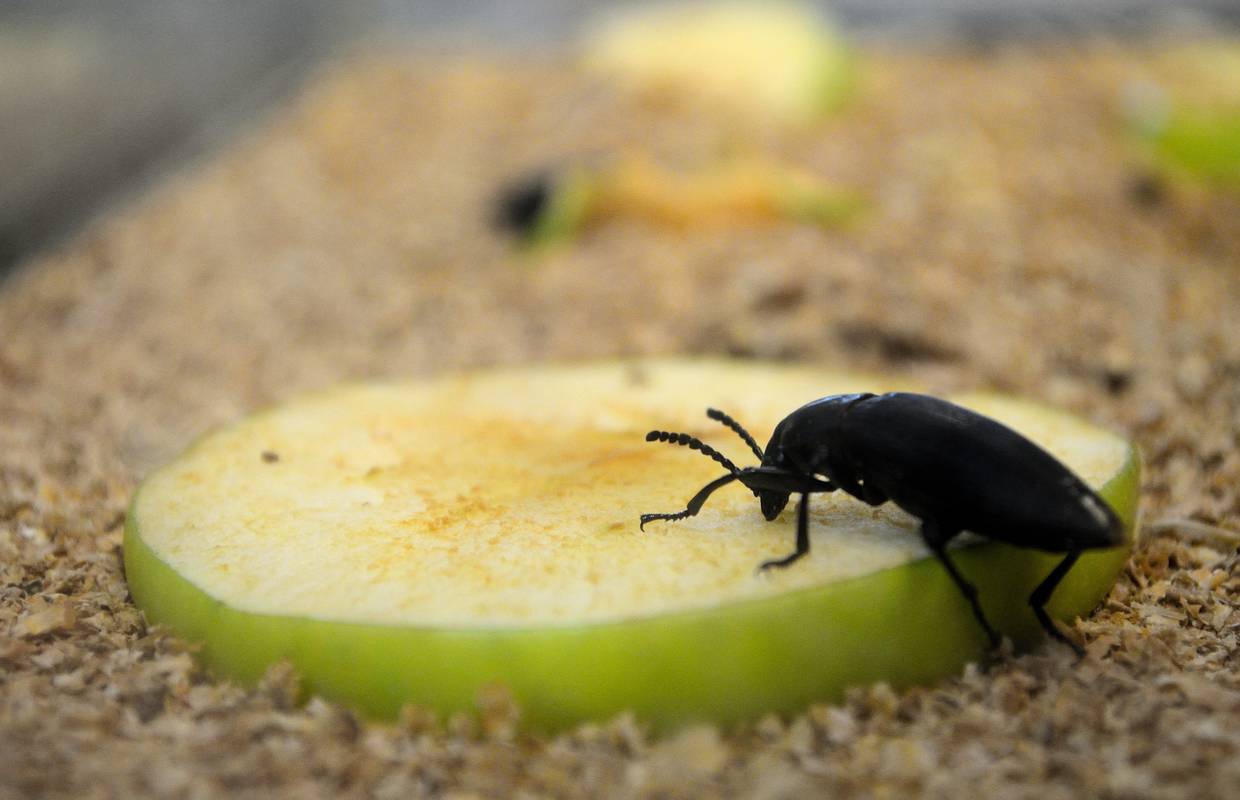 Najezda insekata: Uz stjenice sve je više crnih žohara i buha