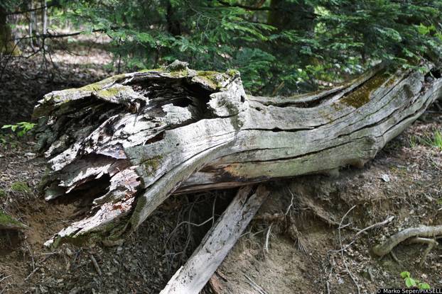 Zagreb: Tri tjedna nakon razorne oluje na Sljemenu i dalje vidljive posljedice 