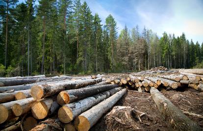 Znanstvenici upozorili: Šume u gorsko planinskim područjima nestaju alarmantnom brzinom