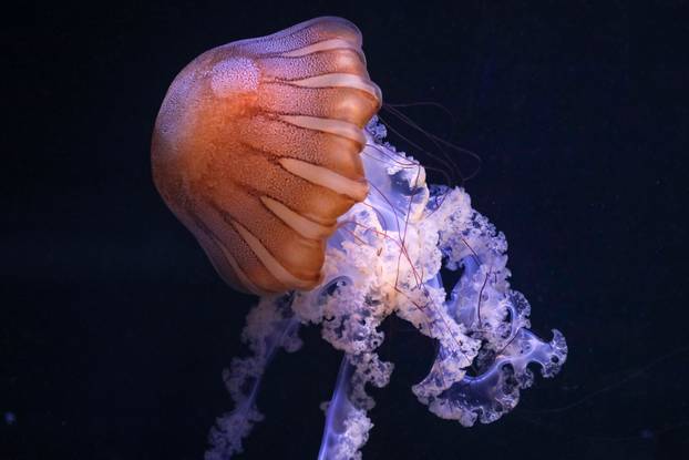 Obnovljeni  pulski Aquarium sada se prostire na 2.500 četvornih metara i postaje najveći akvarij u Europi koji izlaže isključivo mediteranski postav