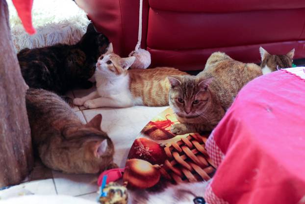 Rijeka: Advent za mačke u Kitten Safe House