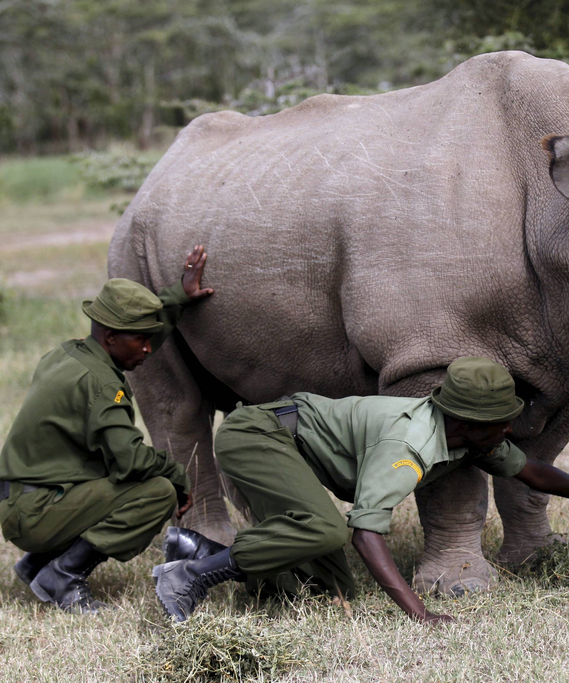 Wardens assist the last surviving male northern white rhino named 'Sudan' as it grazes at the Ol Pejeta Conservancy in Laikipia national park, Kenya