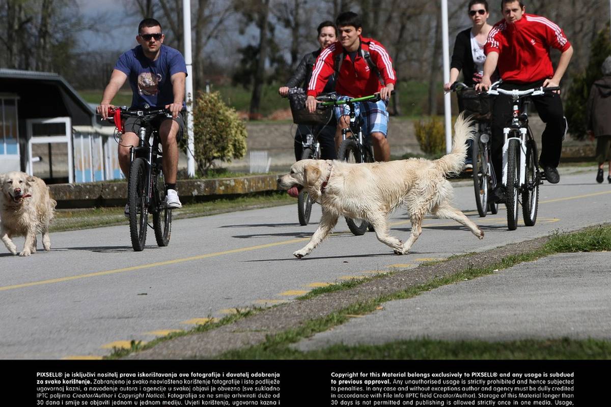 kako upoznati psa s drugim psom