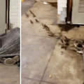 VIDEO Zastrašujući prizor iz SAD-a: Hrpa štakora spavala s beskućnikom ispod pokrivača