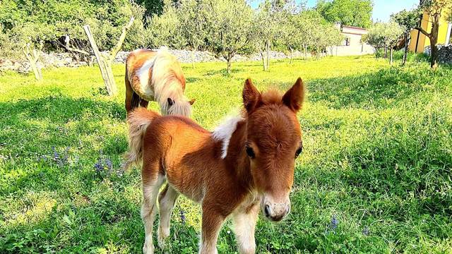 Beba poni u Istri čeka ime: Star je desetak dana i presladak je