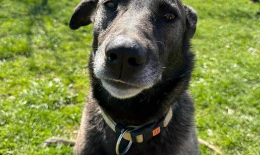 Pas za po&zcaron;eljeti: Na smje&scaron;taju sam dobar kao kruh, uzmite me