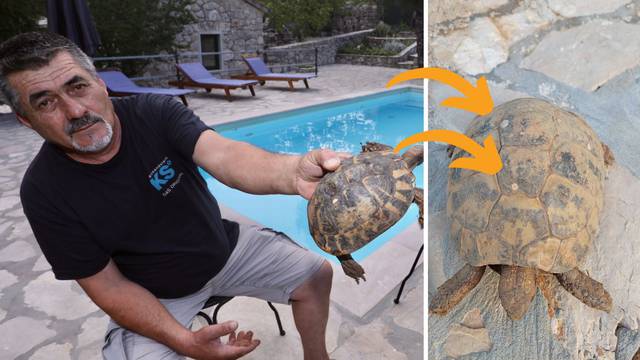 'Ovu malu kornjaču sam spasio od rata prije 30 godina. Geleri su joj ostavili 'pečat' na oklopu'