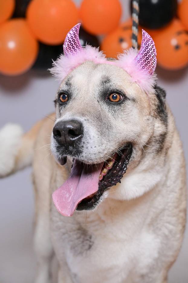 Sklonište u Dumovcu poziva na posebno jesensko udomljavanje pasa i mačaka