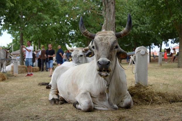 Kanfanar: 35. smotra istarskog boškarina