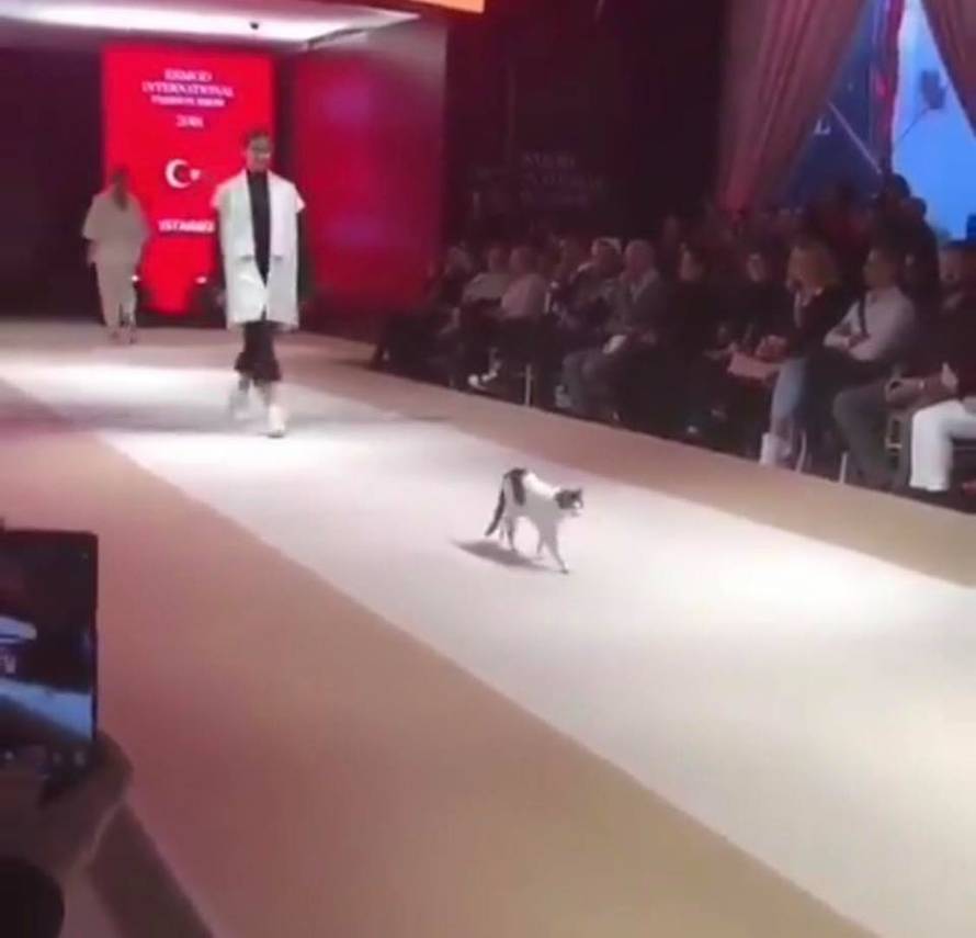 Nepozvana gošća: Maca upala na reviju, šetala i dirala modele