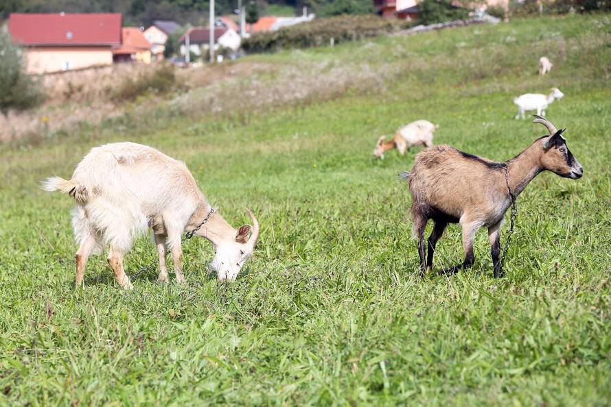 Rastaje se teška srca: Moje koze trebaju dom, pomozite mi