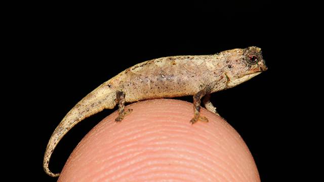 Najmanji reptil: Novootkriveni kameleon stane na vršak prsta