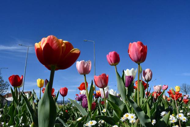 Slavonski Brod: Šarene cvjetne gredice rascvjetalih tulipana svojom ljepotom krase gradske parkove