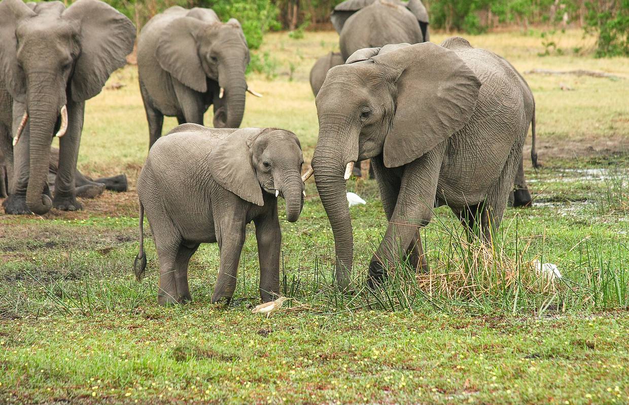 Na prvom kenijskom popisu divljih životinja se povećao broj slonova, žirafa, ali i antilopa