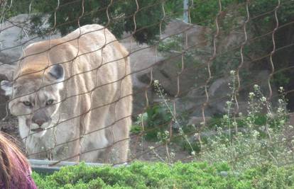 Puma napala dijete (2) jer ga je otac stavio na ogradu