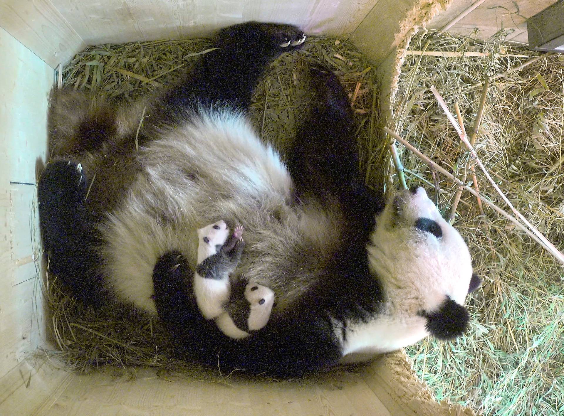 Giant Panda Yang Yang and her twin cubs are seen inside their enclosure at Schoenbrunn Zoo in Vienna