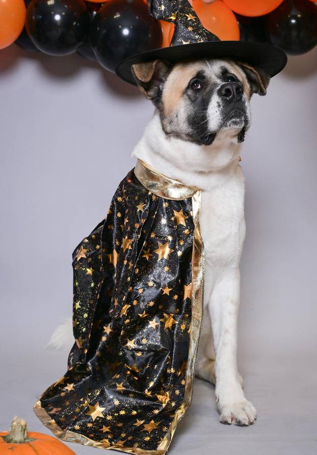 Sklonište u Dumovcu poziva na posebno jesensko udomljavanje pasa i mačaka