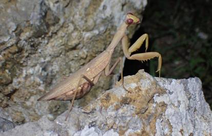 Divovske bogomoljke šire se po Hrvatskoj, stižu vlakovima pa i brodovima: 'Privlače ih svjetla'