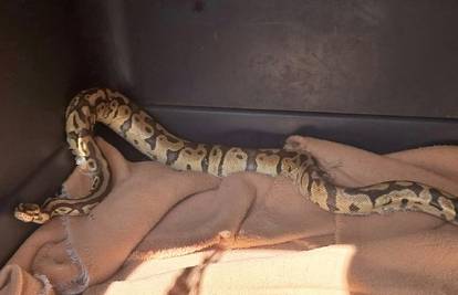 Ne nije vic: 'Idem ja  šumom, a ispred mene se sunča - piton!'