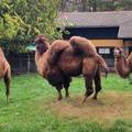 FOTO U zagrebački ZOO stigla još jedna deva: Dali su joj ime koje je nemoguće izgovoriti