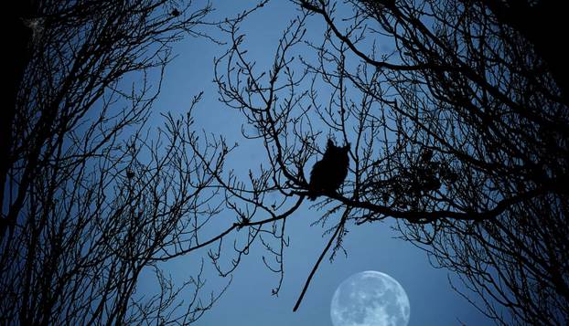 FOTO Djecu je prestravilo ono što su vidjela u šumi:  'Čudovište je bilo ogromno, bježali smo...'