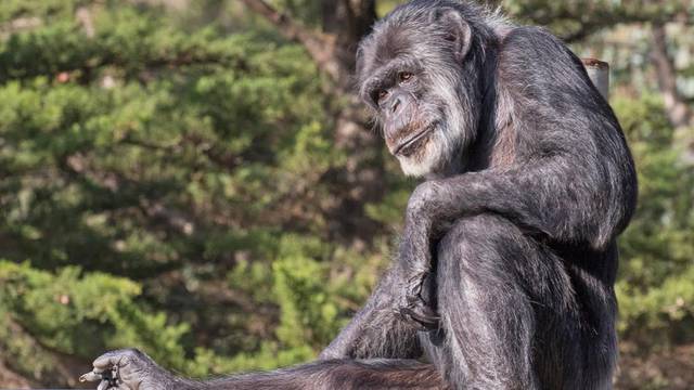 Najstariji mužjak čimpanze u ZOO-u San Franciscu uginuo u subotu: 'Bio je dio našeg grada'
