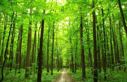 Šume u Europi apsorbiraju oko 10 posto štetnih plinova