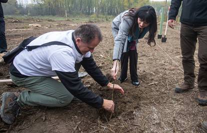 Kod Osijeka  počinje obnova više od 1000 ha šume oštećene od mina, rata i propadanja
