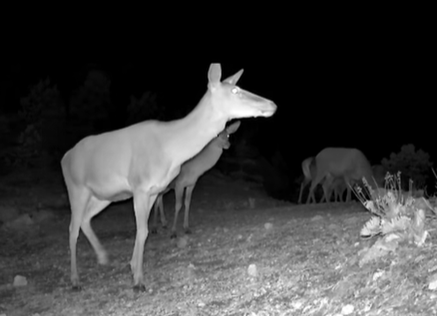 VIDEO Životinjsko carstvo u Paklenici: 'Naše kamere snimile su pravu životinjsku gužvu'