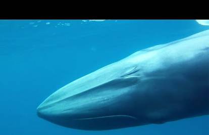 Prvi puta u povijesti: Kamera uhvatila omure, malene kitove 