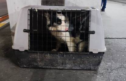 KAKVA PRIČA! Kujica ostavljena na Autobusnom u Zagrebu ima novi dom. Vlasnica je se odrekla