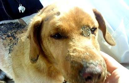 Strava u Vinkovcima: Psa zavezali te ga živog palili