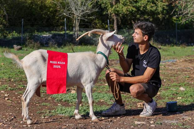 Vodnjan: Za Naj kozu 2025. godine izabrana je koza Jelena, vlasnika Mattea Muškovića 