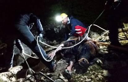 Dramatično spašavanje: Izvukli iz bunara bika Medu od 600 kg