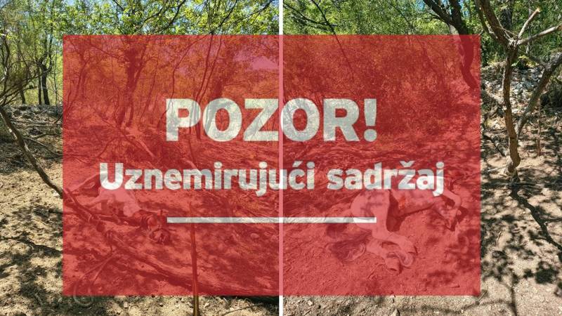 FOTO Mještani zatekli uginulog konja vezanog za stablo: 'Nije mogao ni do vode. I nije jedini'